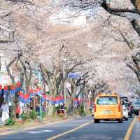 不愧是典農路❗️濟州島櫻花開滿直接衝🌸