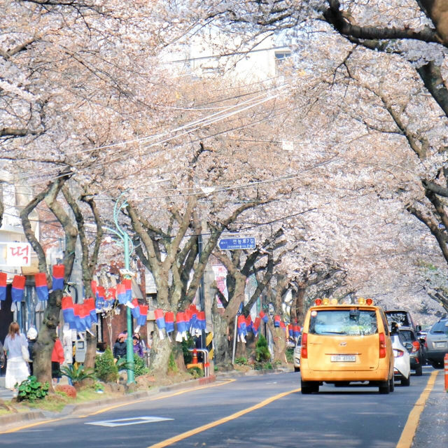 不愧是典農路❗️濟州島櫻花開滿直接衝🌸
