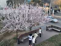 紫竹院賞山桃花～