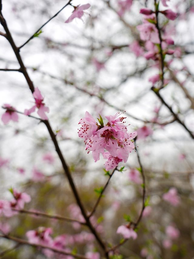 杭州中山公園的賞桃花攻略來啦～