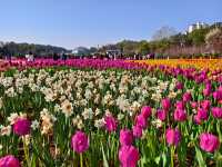 湖南省植物園鬱金香盛放