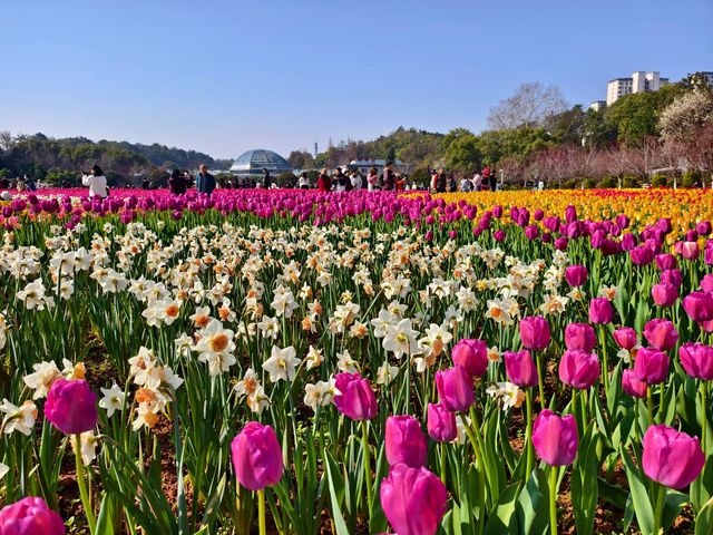 湖南省植物園鬱金香盛放