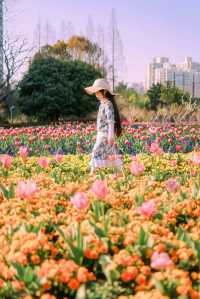 上海市區這片鬱金香花海已經盛開 3.21 實況