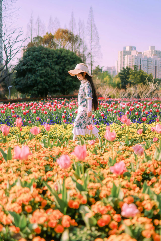 上海市區這片鬱金香花海已經盛開 3.21 實況