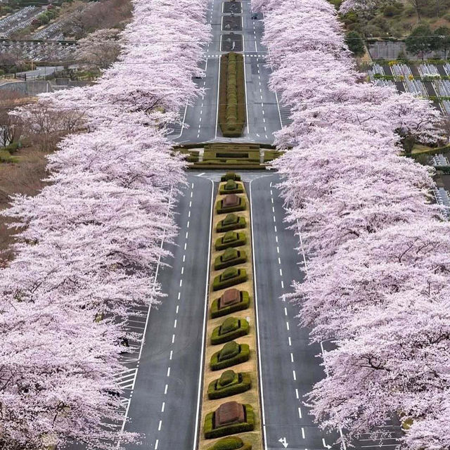 日本櫻花盛開啦！隨手一拍都是人生美照🌸