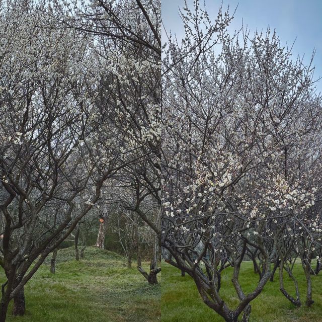 西溪濕地公園旅遊攻略