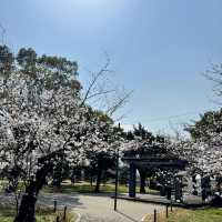 🌸日本福岡櫻花季--舞鶴公園🌸
