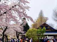 大町西公園，春風輕拂的櫻花小徑