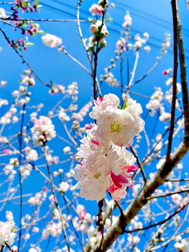 九江賞桃花春日特別攻略：邂逅江南最柔軟嘅粉紅色