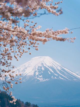 오키나와 벚꽃 명소 추천