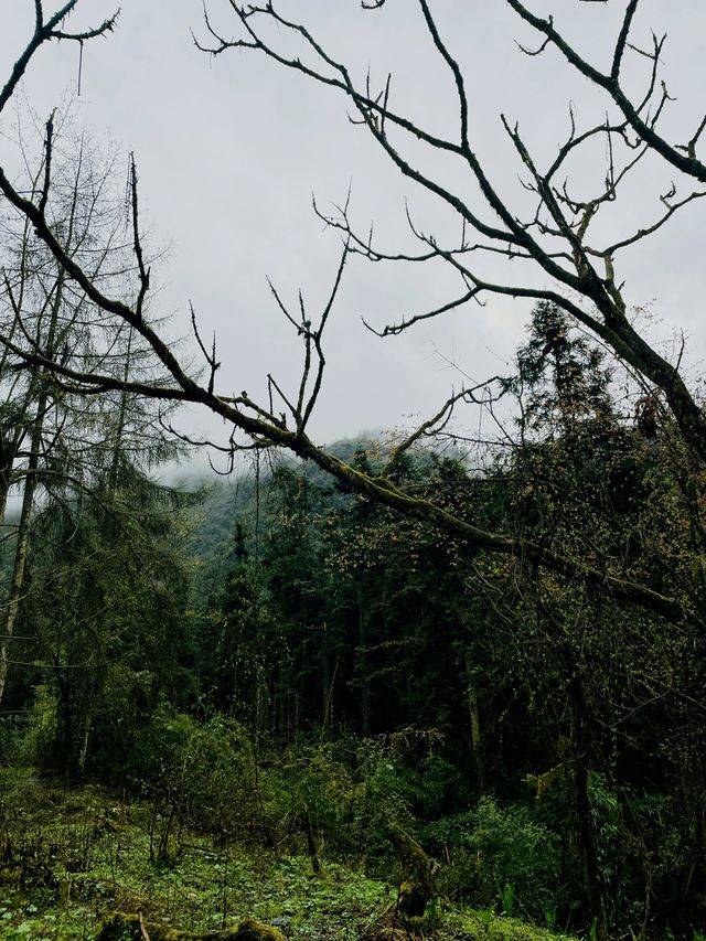 成都 . 都江堰龍池 | 高山杜鵑開啦