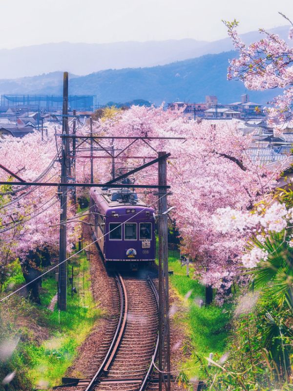 Dive Into Kyoto’s Cherry Blossom Magic for Spring Romance 🌸