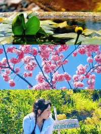 與儀公園賞櫻攻略：那霸市中心的粉色浪漫