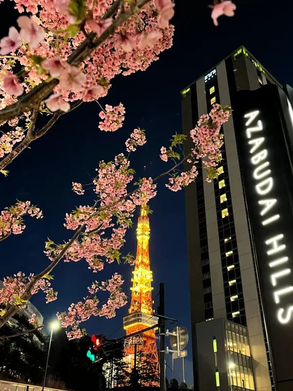東京タワー🗼美しい早咲きの桜🌸