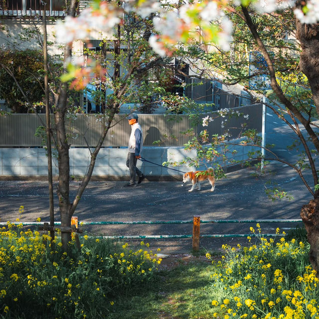 東京日常｜熊谷桜堤的莫奈光影