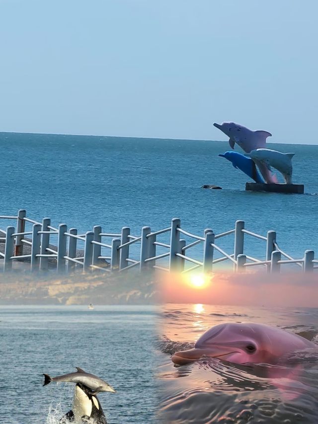 中華白海豚 & 鯨魚旅遊指南