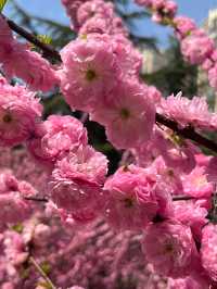 濰坊櫻花季限定！三大寶藏公園浪漫全開