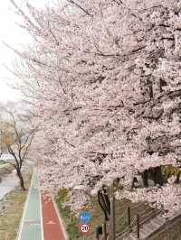 🌸首爾良才市民之林，櫻花秘境🌸