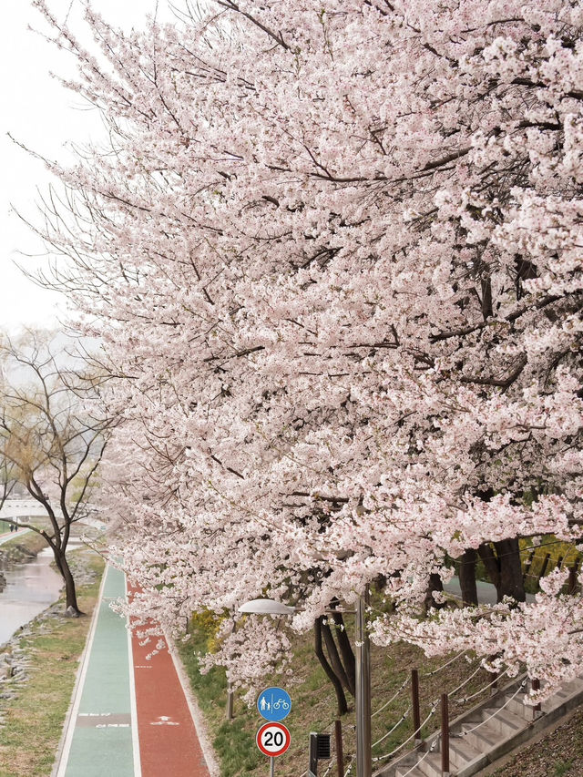 🌸首爾良才市民之林，櫻花秘境🌸
