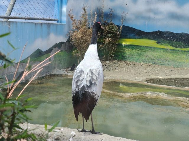 探秘蓉城野趣：成都動物園漫遊指南