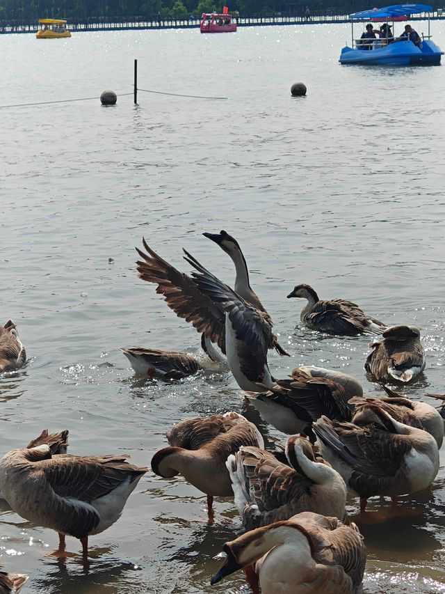 上海崇明島‖躺平遊