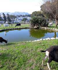 開普敦親子遊：餵羊駝·飆海景·探鳥園