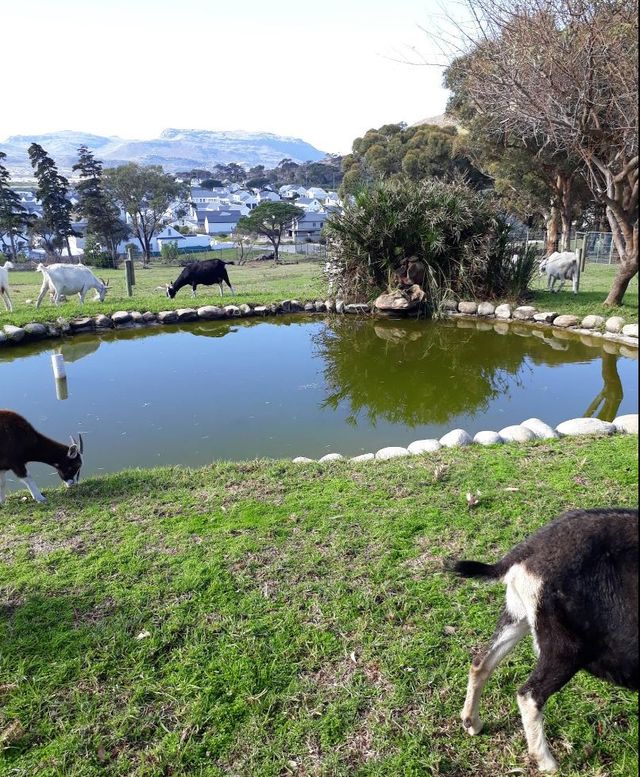 開普敦親子遊：餵羊駝·飆海景·探鳥園