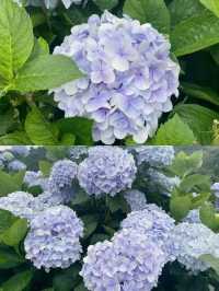 🌸 台灣夏日的浪漫理由：繡球花季 🌸