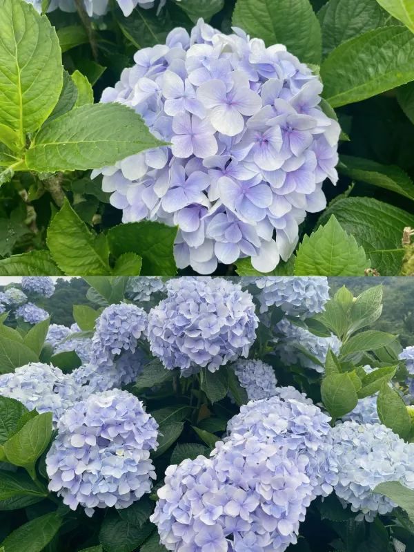 🌸 台灣夏日的浪漫理由：繡球花季 🌸