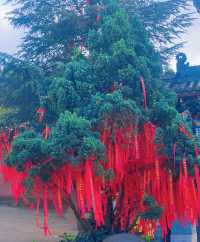 晉寧盤龍寺親身踩坑經歷，去之前一定要睇