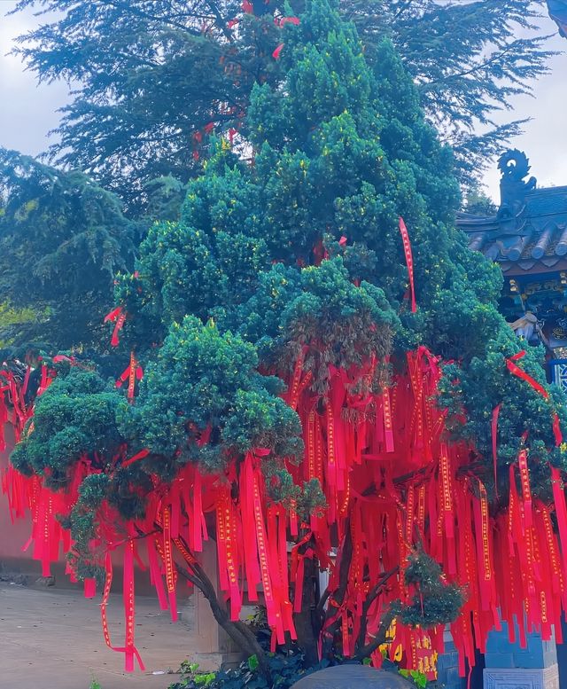 晉寧盤龍寺親身踩坑經歷，去之前一定要睇