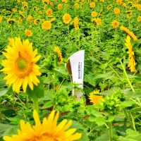 沒有向日葵花海的夏天是不完整的🌻！