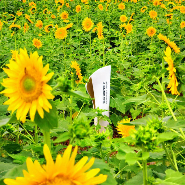 沒有向日葵花海的夏天是不完整的🌻！