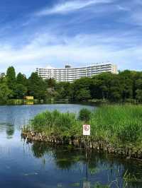 東京井之頭恩賜庭園交通全攻略：暢遊都市森林的愜意路徑 