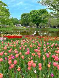 東京國營昭和紀念公園交通全攻略：奔赴萬株花海的愜意之旅