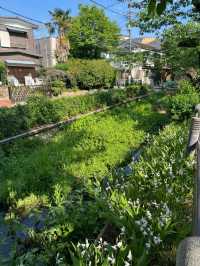 東京呑川親水公園交通攻略