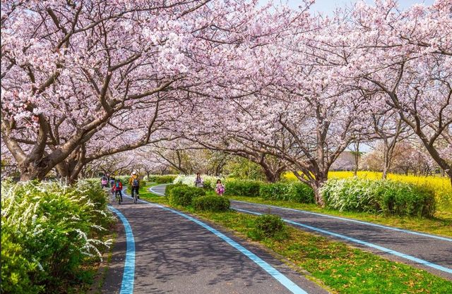 花海騎遊·與鯊共舞：探索福岡海之中道