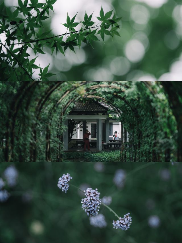 喺杭州，落雨天隨手一影就通往《言葉之庭》