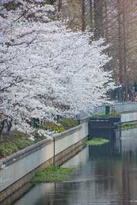 朋友圈問到癲嘅南京賞花地圖睇呢份就夠
