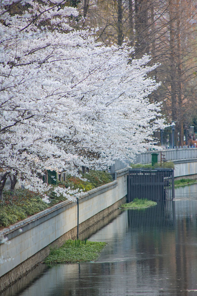 朋友圈問到癲嘅南京賞花地圖睇呢份就夠