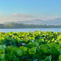 曲院風荷｜清晨6點的荷塘獨享時刻，錯過湛碧樓卻邂逅網紅金魚