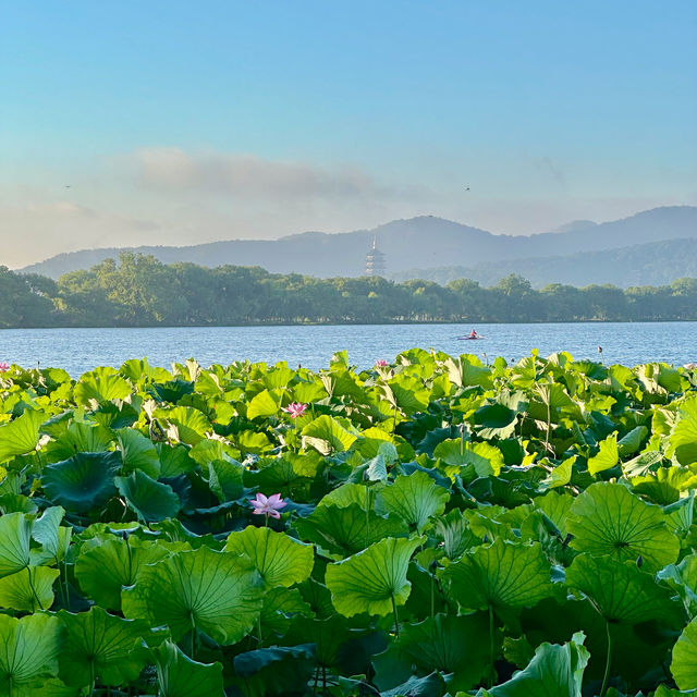 曲院風荷｜清晨6點的荷塘獨享時刻，錯過湛碧樓卻邂逅網紅金魚