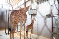 動物魔法屋｜住廈門靈玲大酒店就像拆盲盒一樣充滿驚喜