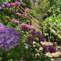 【東京賞繡球花秘地！多摩川台公園人少花又多～】
