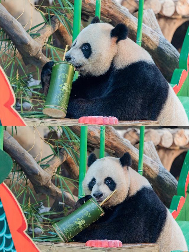 長隆睇熊貓攻略 沉浸式吸貓真係太正啦！
