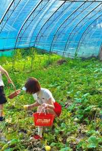 瀋陽耘艾農場 | 將日子過成散文詩嘅秘密基地