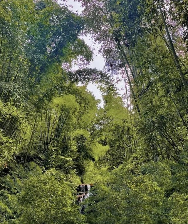 竹海盛景