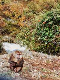 不翻山不高反這裡的彩林不輸川西