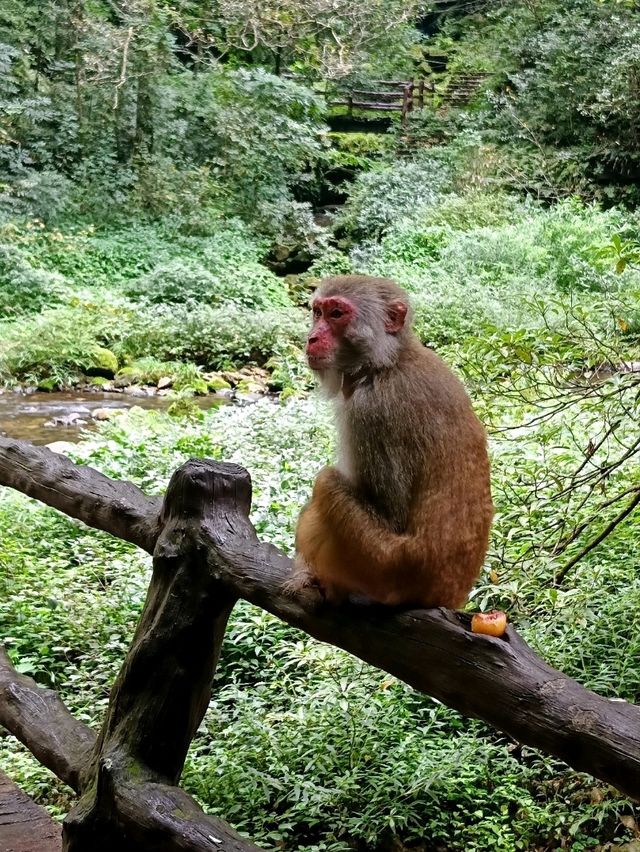 Epic Jungle Adventure: Golden Whip Valley Walk in Zhangjiajie 🌲🐒