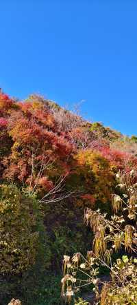 東北秋天的顏色